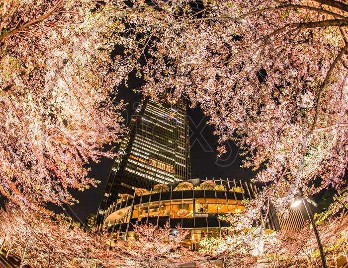 Cherry Blossoms And Tokyo Midtown