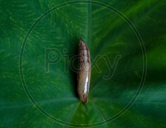 Brown-banded hunter hawkmoth⁣ cocoon (Theretra silhetensis)