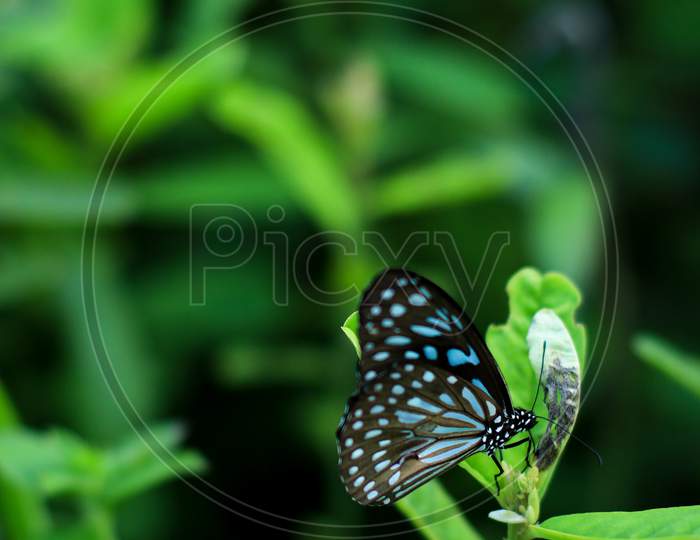 black-blue butterfly with beautiful pattern on the wings sitting on a flower