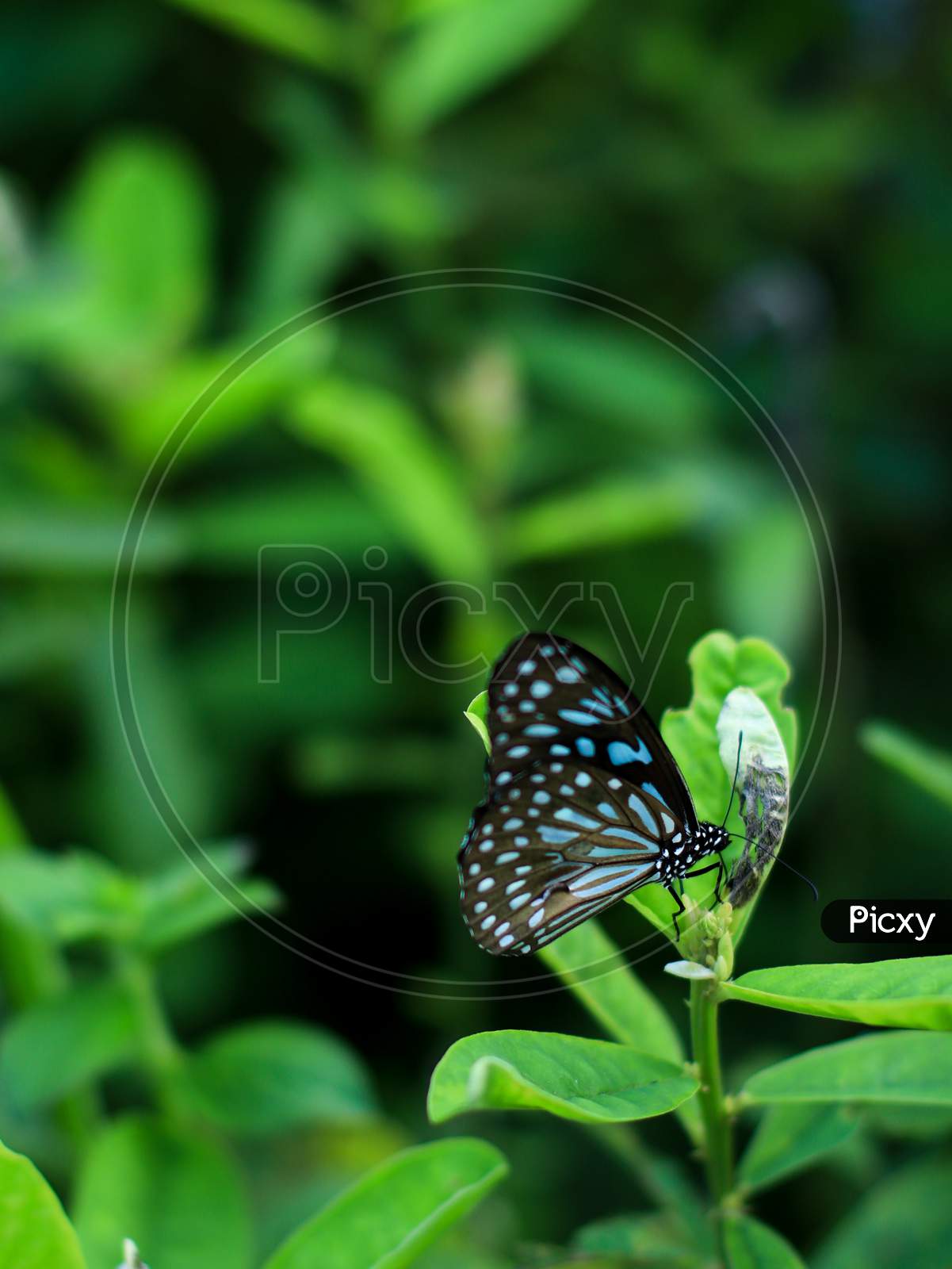 black-blue butterfly with beautiful pattern on the wings sitting on a flower