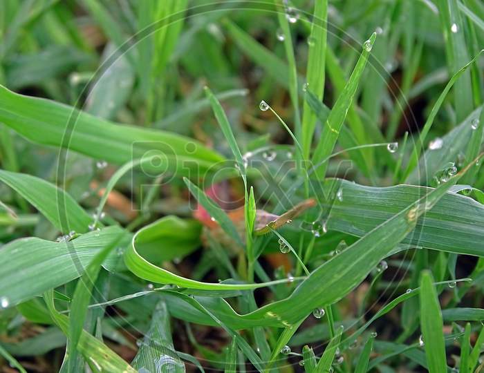 Green grass with water drops.  Closeup.