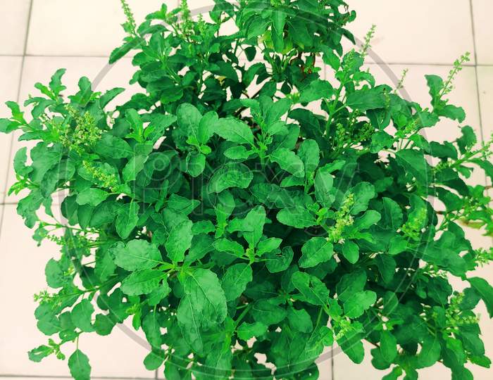 Basil (Tulsi) Plant