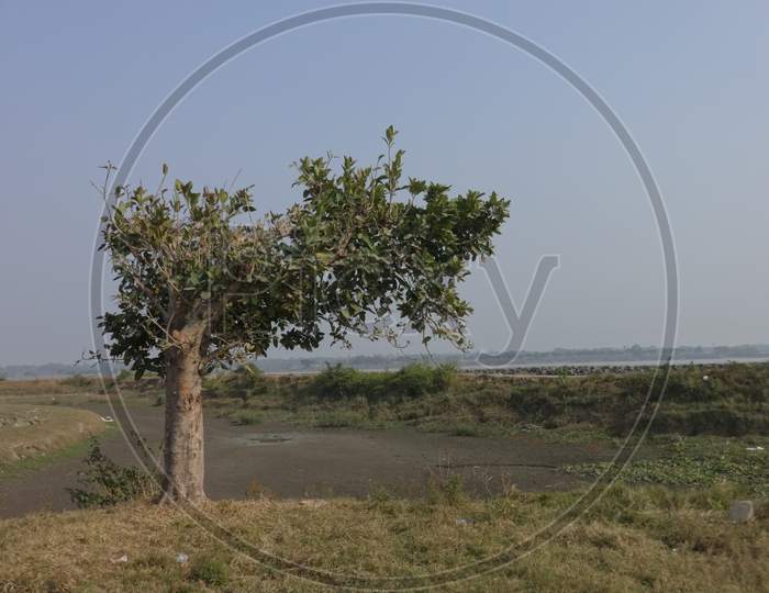 Alone tree,Taki,West Bengal