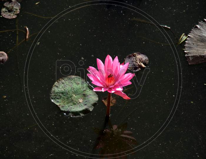 Pink Lotus with floating Leaves