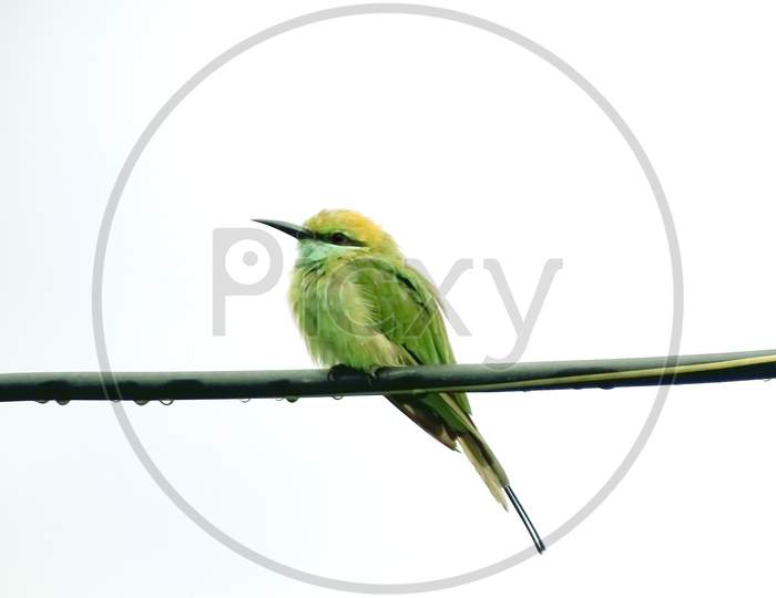 lilac roller isolated on white background,  bird in India