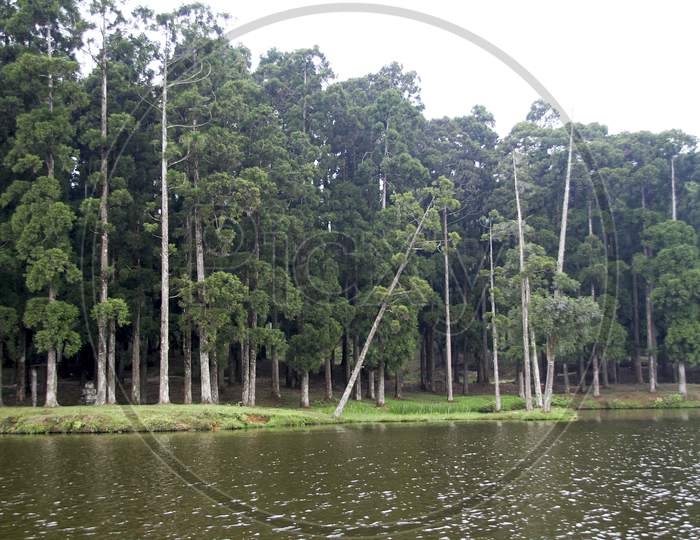 Trees On River Bank