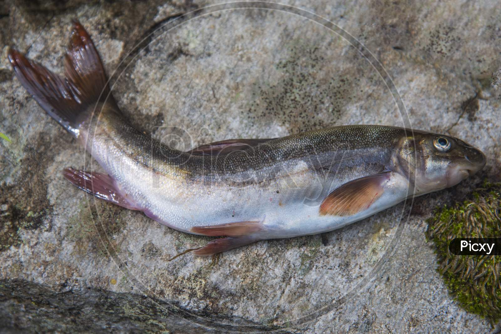 Himalayan common trout