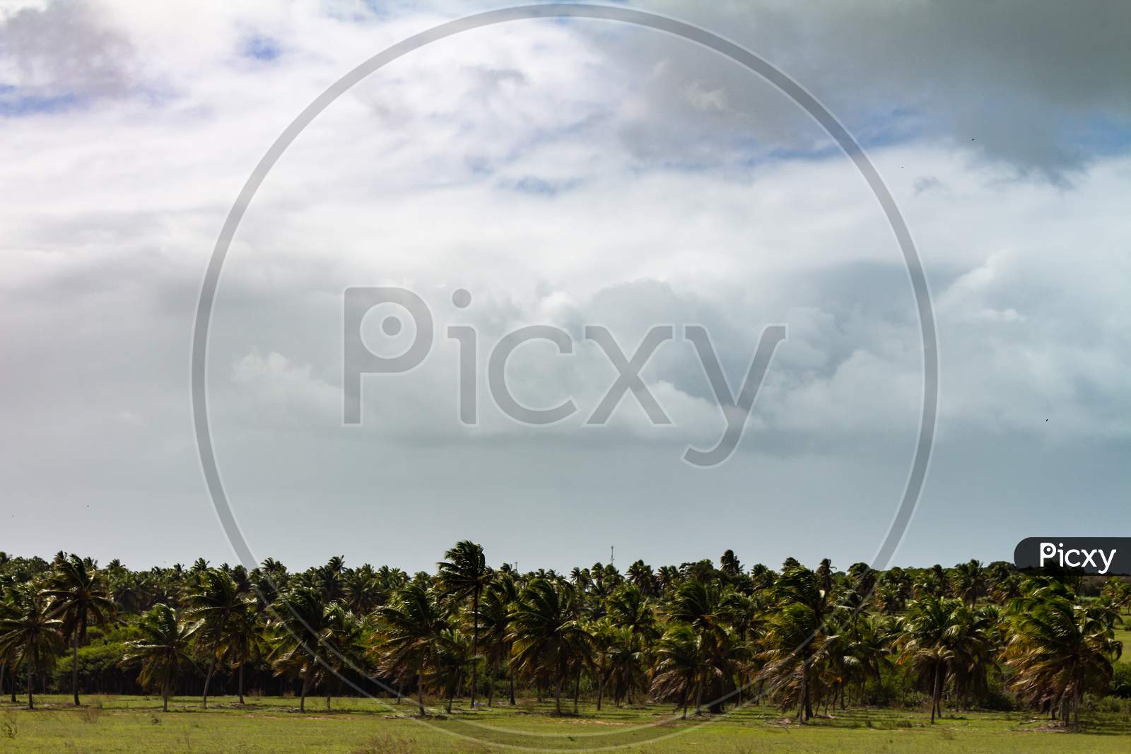 Palm Tree Plantation. Cultivation Of Plants For Agricultural Production.
