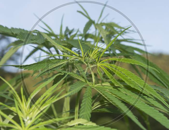 Green Marijuana plants