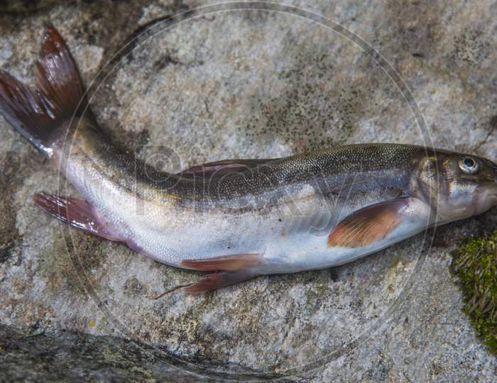 Himalayan common trout