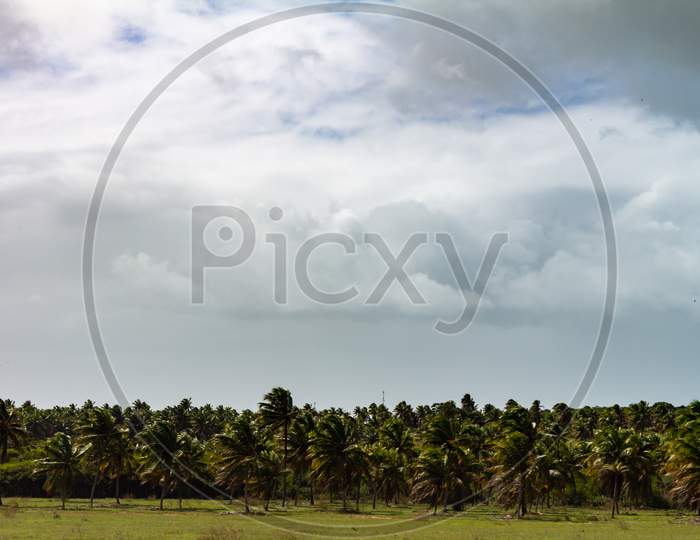 Palm Tree Plantation. Cultivation Of Plants For Agricultural Production.