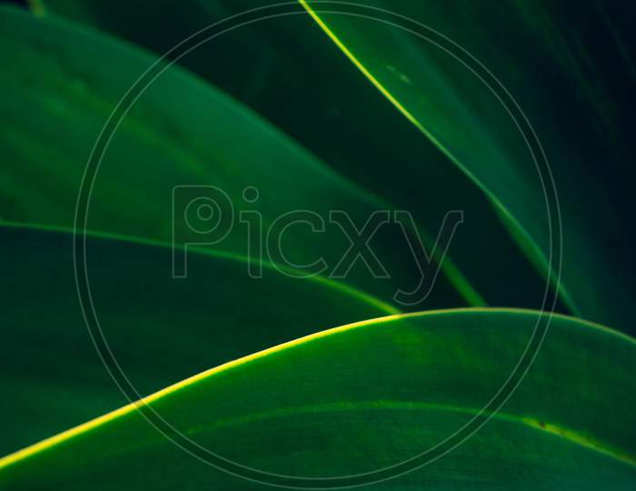 Abstract Curved Shapes Formed By The Edges Of The Leaves Of A Plant Killed By The Sun.