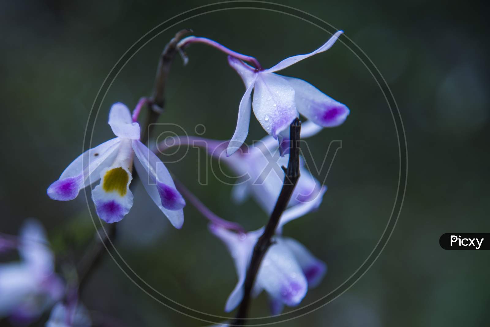 Wild orchid blossom