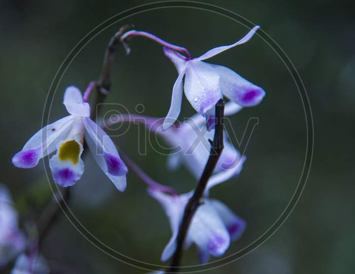 Wild orchid blossom