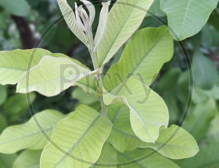 Image of Guawa LeafPX170388Picxy