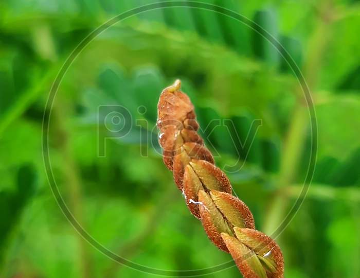 Budding leaf of leucaena leucocephala