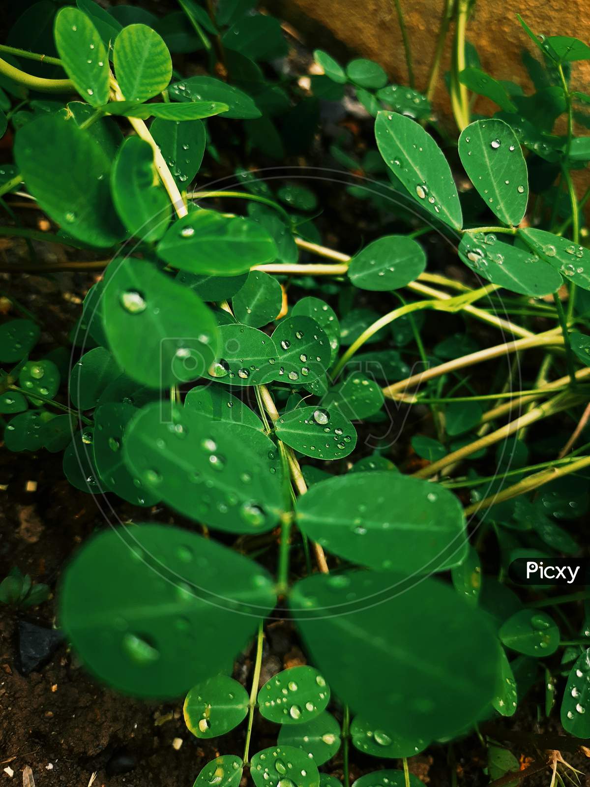 image-of-running-water-in-green-plant-64-megapixel-hd-photo-2021