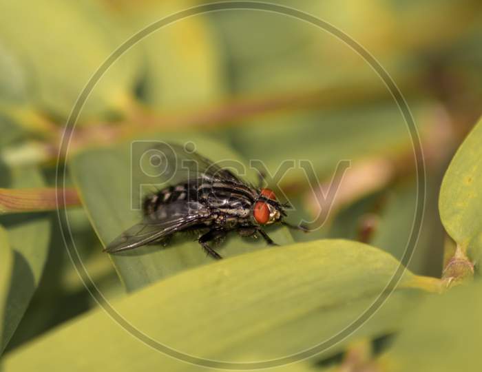 Black zebra fly with red facete eyes as macro close-up view on green leaf in summer as infectious insect and flying pest tsetse causes sickness and other diseases like infections fever and malaria