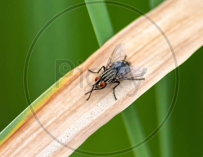 Black zebra fly with red facete eyes as macro close-up view on green leaf in summer as infectious insect and flying pest tsetse causes sickness and other diseases like infections fever and malaria