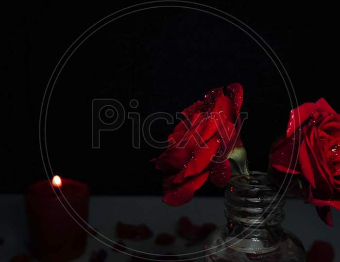Closeup of Red Roses isolated on a Black background with a selective focus on roses. Valentine's Day background.