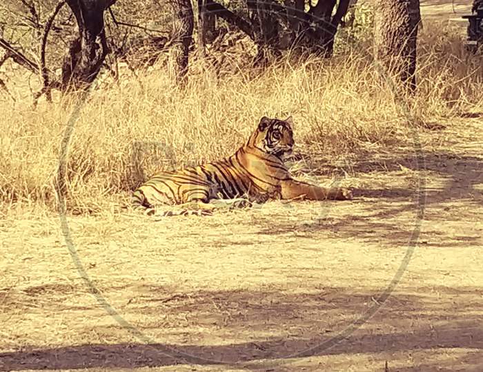 Tigress in ranthambore