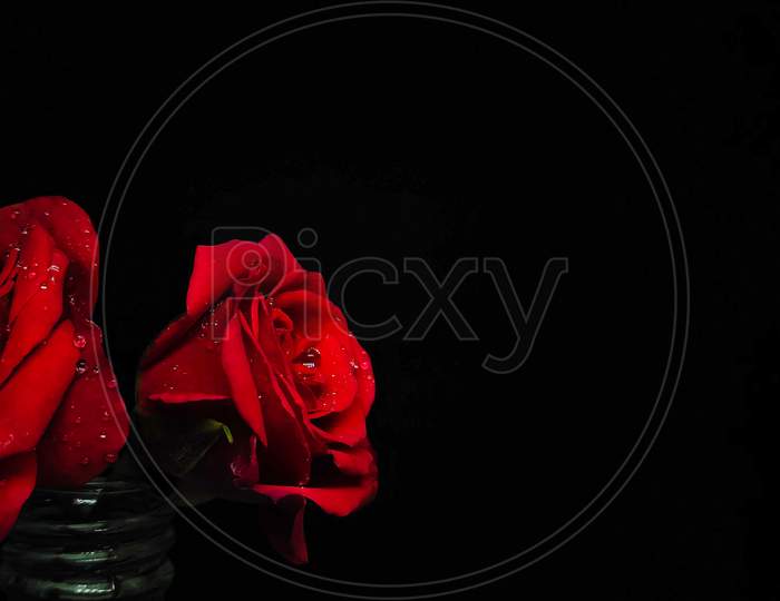 Closeup of Red Roses isolated on a Black background with a selective focus on roses. Valentine's Day background.