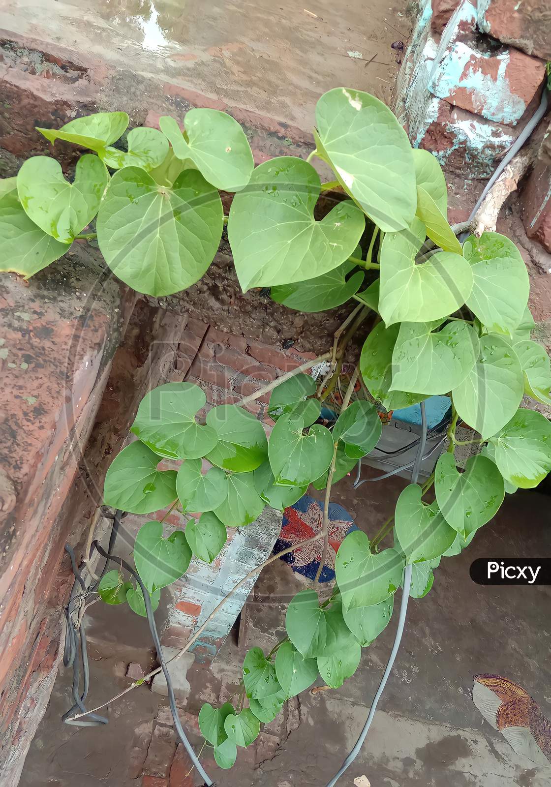 Image of Glow plant-NL118984-Picxy