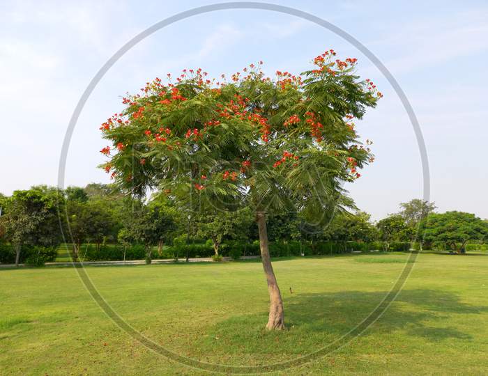 Gulmohar tree