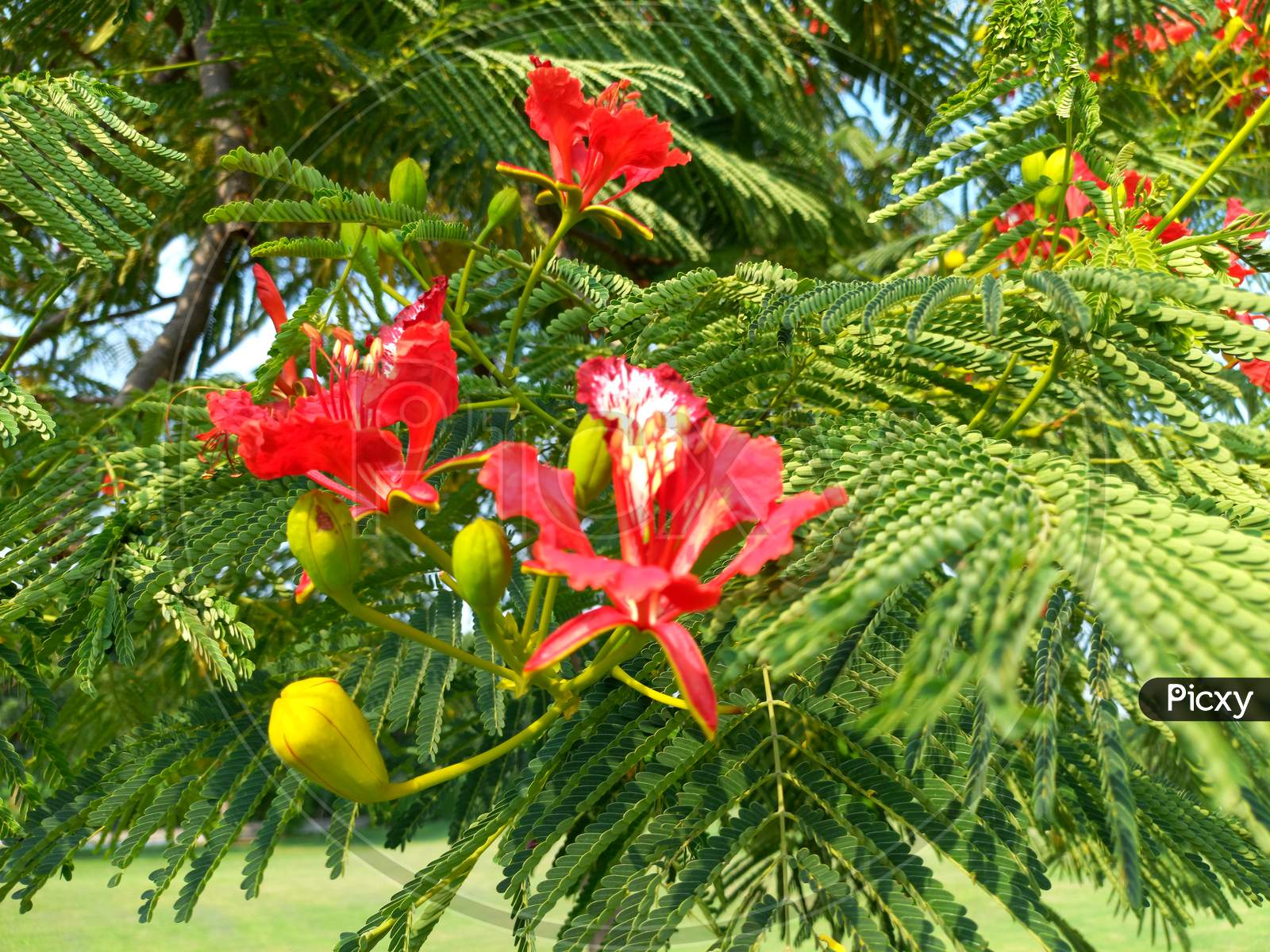 Image of Gulmohar tree-RU766328-Picxy