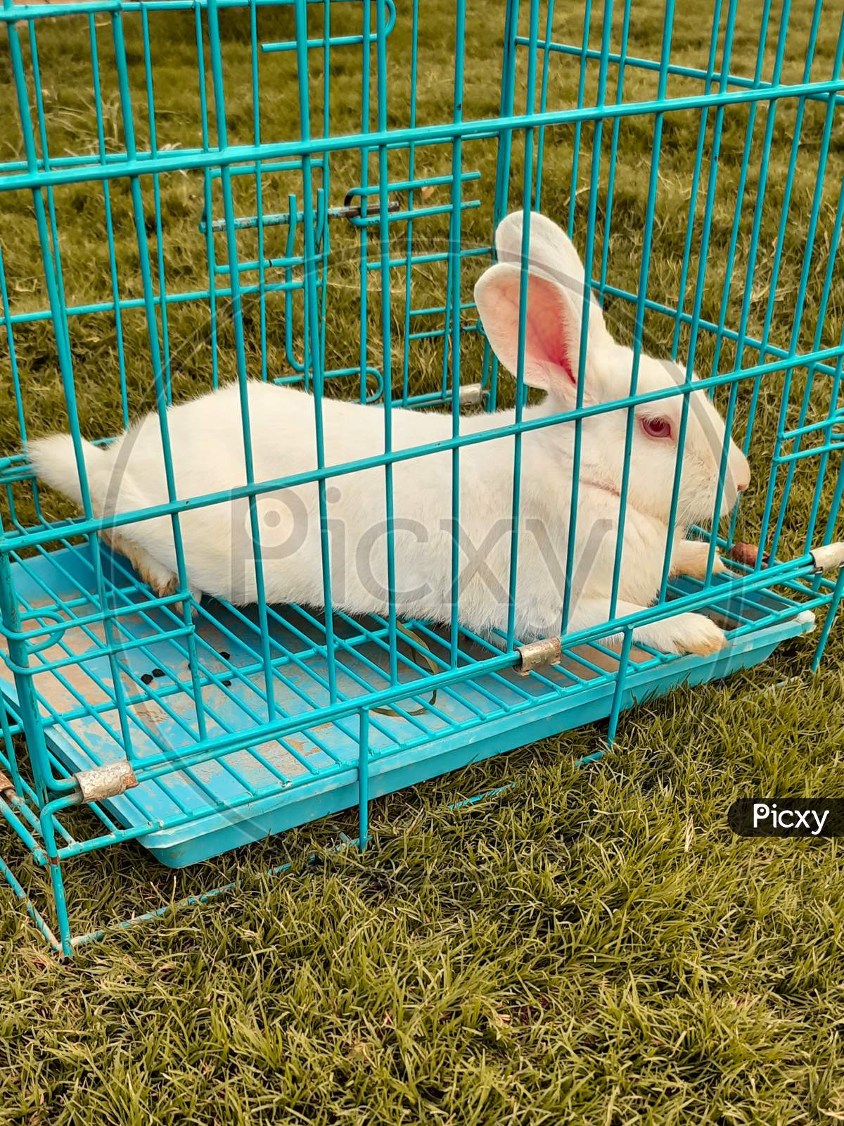 white rabbit in cage