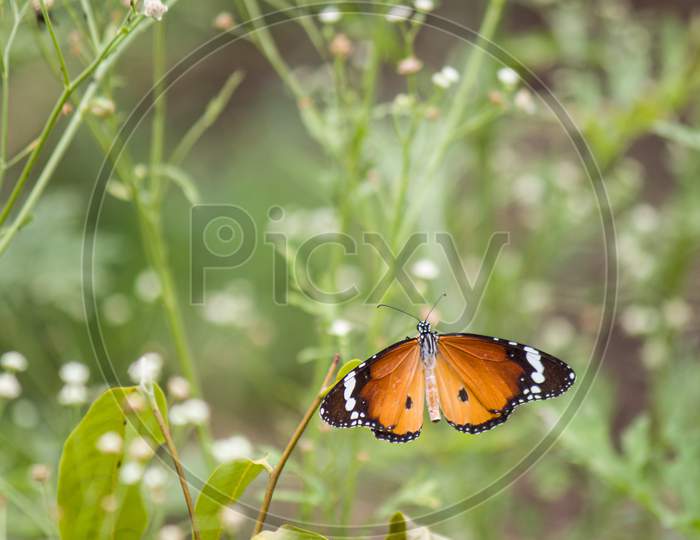 Plain Tiger Butterfly, Butterfly
