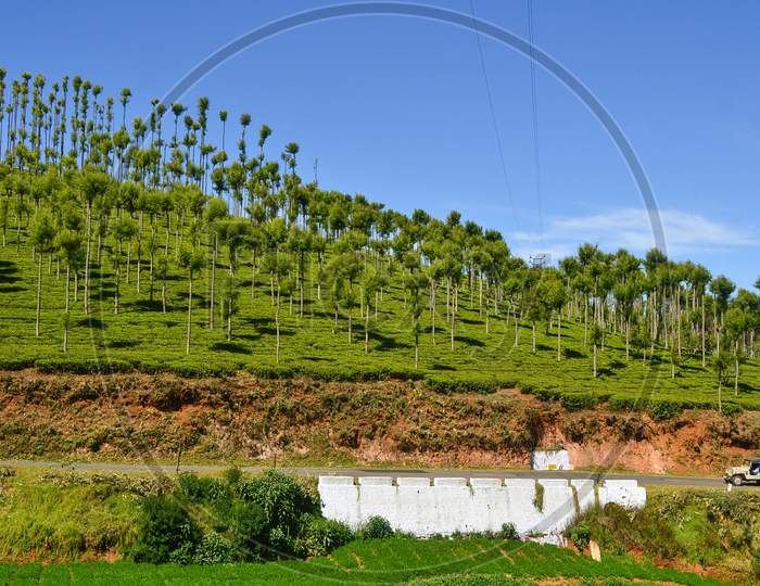 Tea estates in the Nilgiris