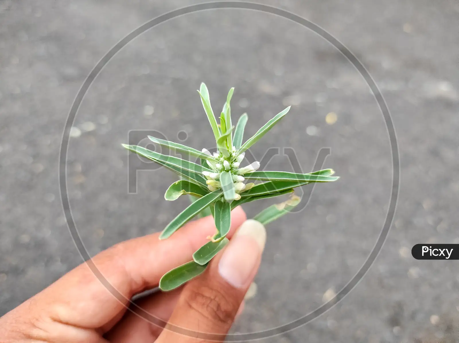 Image of Enicostema Axillare Plant-PG028199-Picxy