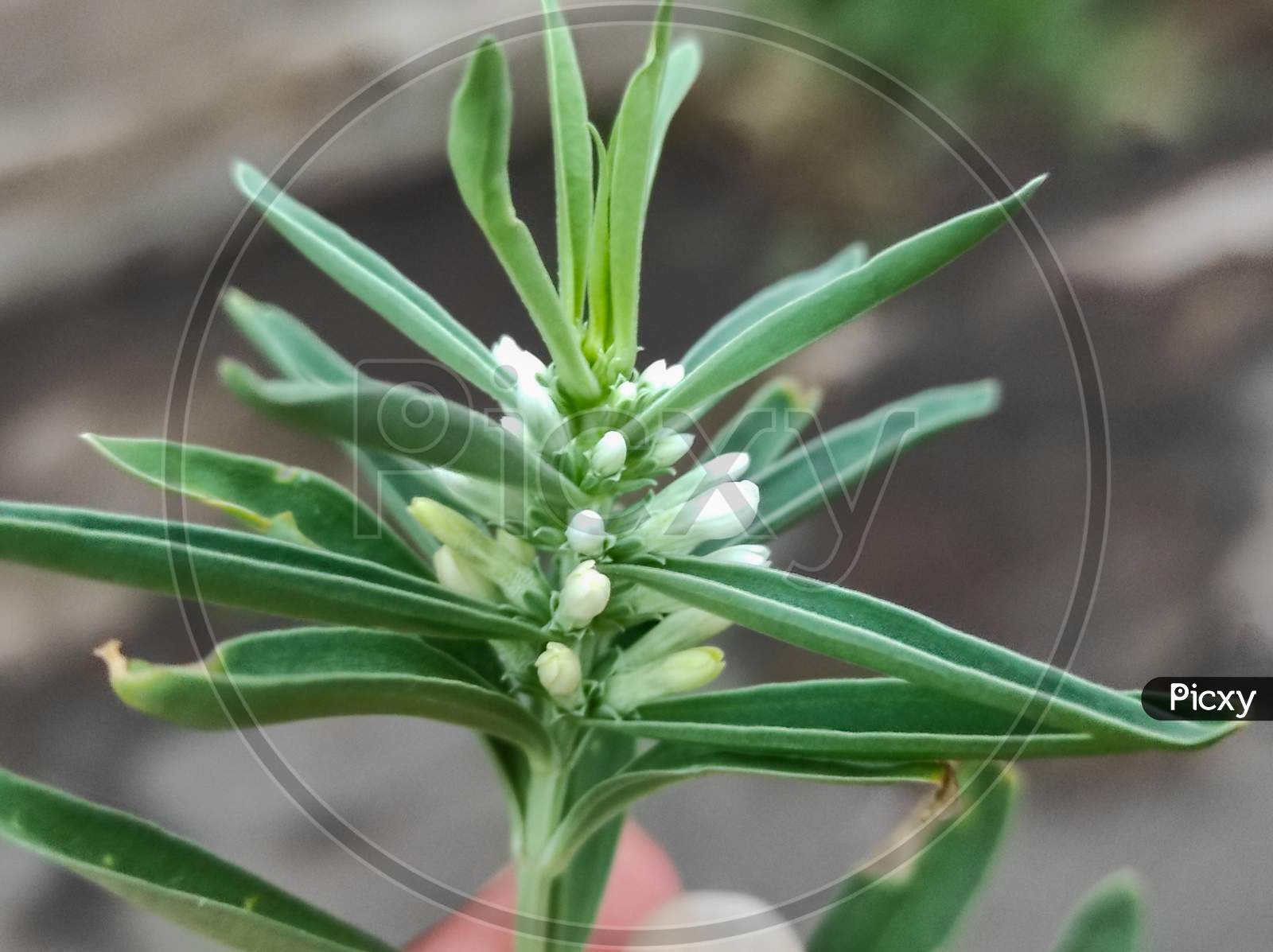 Enicostema Axillare Plant