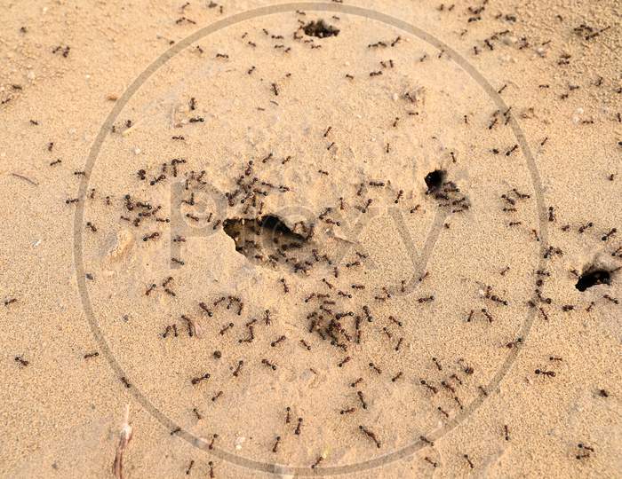 Black Ants In Desert Near An Colony