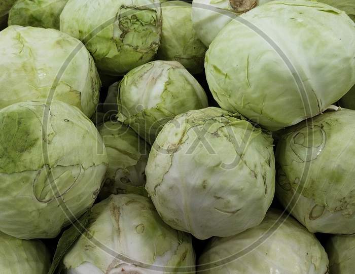 Fresh cabbages scientifically known as brassica oleracea