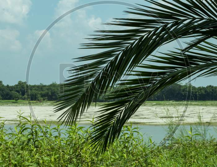 Image Of Date Palm Leaves Hanging On The Small Gorai River In The Back image-of-date-palm-leaves-hanging-on-the-small-gorai-river-in-the-back