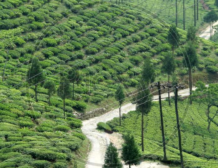 Path Amidst Tea Garden