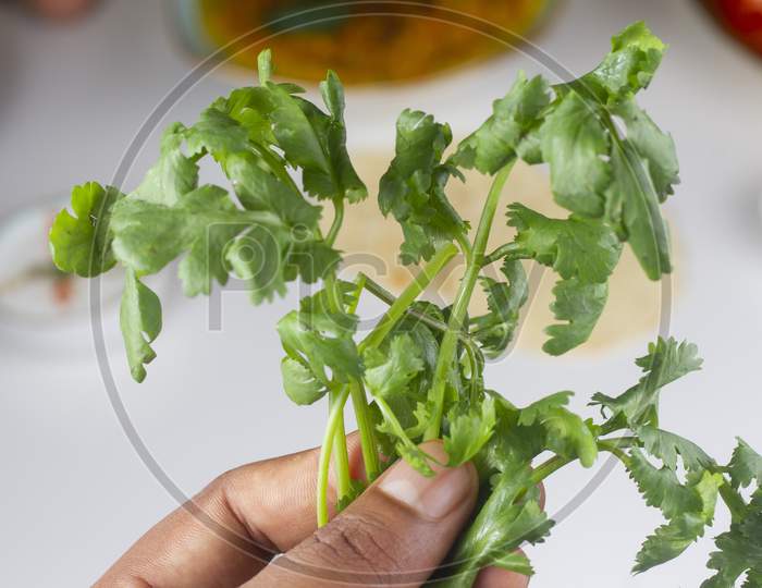 A Person Holding A Raw Cilantro Bunch In Hand Isolated On Light Background.