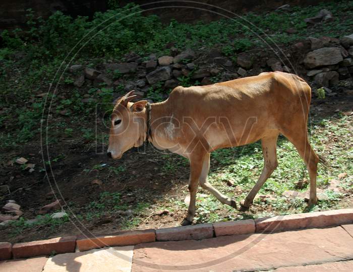 Cattle On Sidewalk