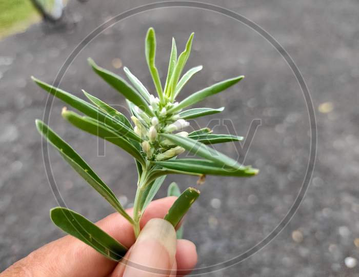Enicostema Axillare Plant