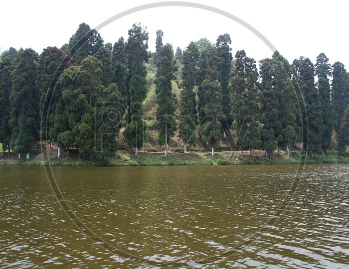 Lake And Pine Trees