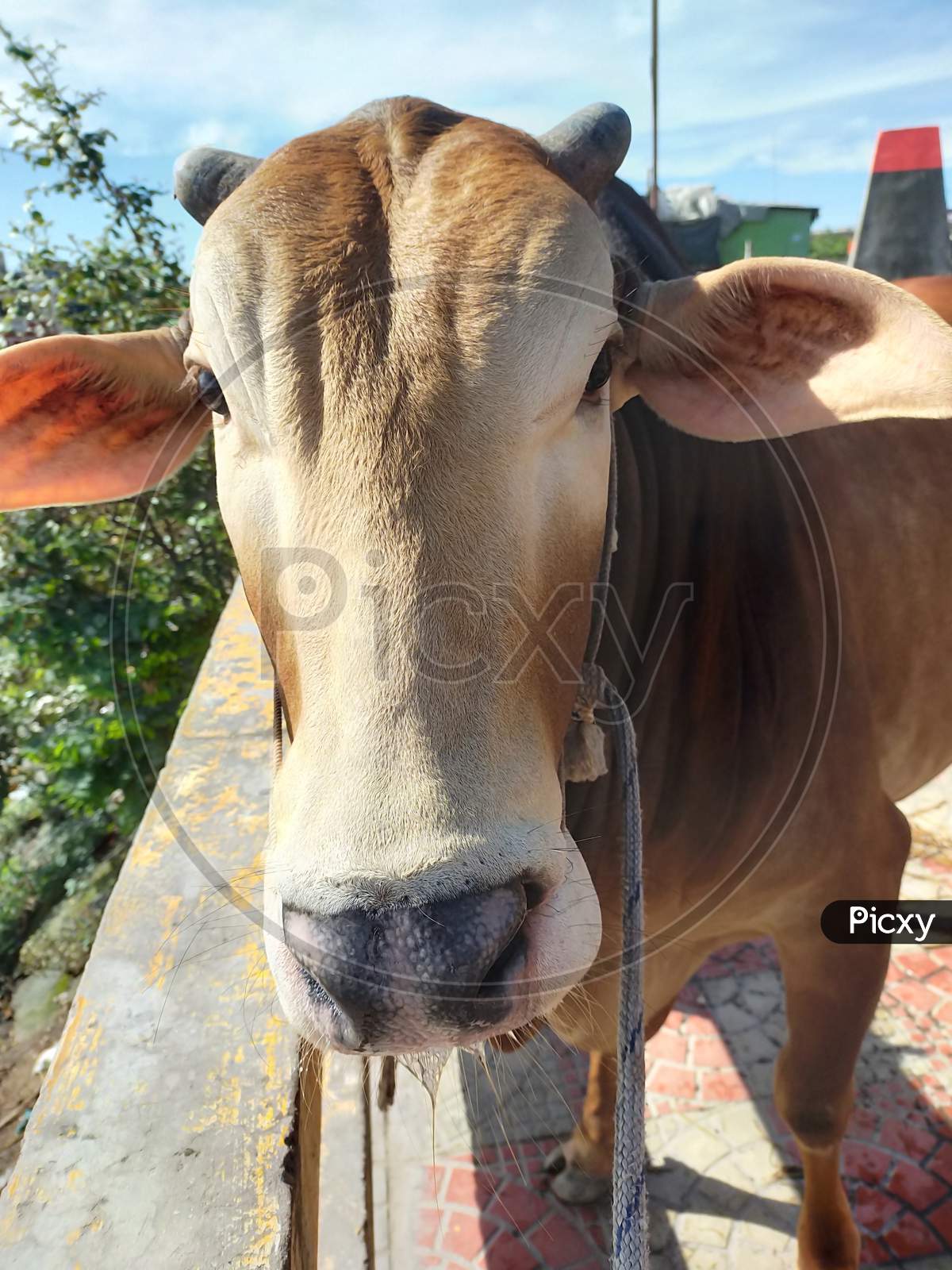 Cowfie!!! When cow strikes a pose for selfie!
