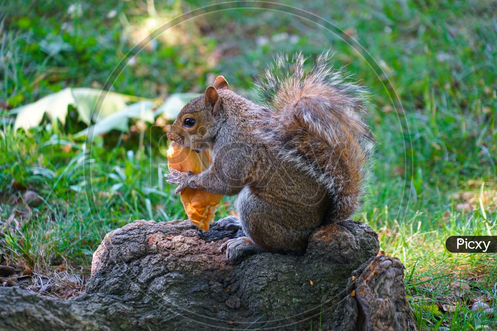 Of Squirrel Eating Bread Image
