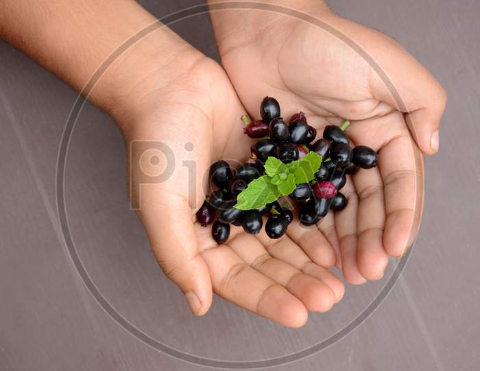 Closeup Blackberry Fruit With Green Mint Hold Hand Over Out Of Focus Brown Background.