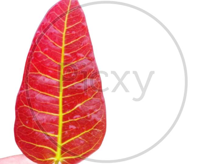Beautiful red colour leaf wellpepar background