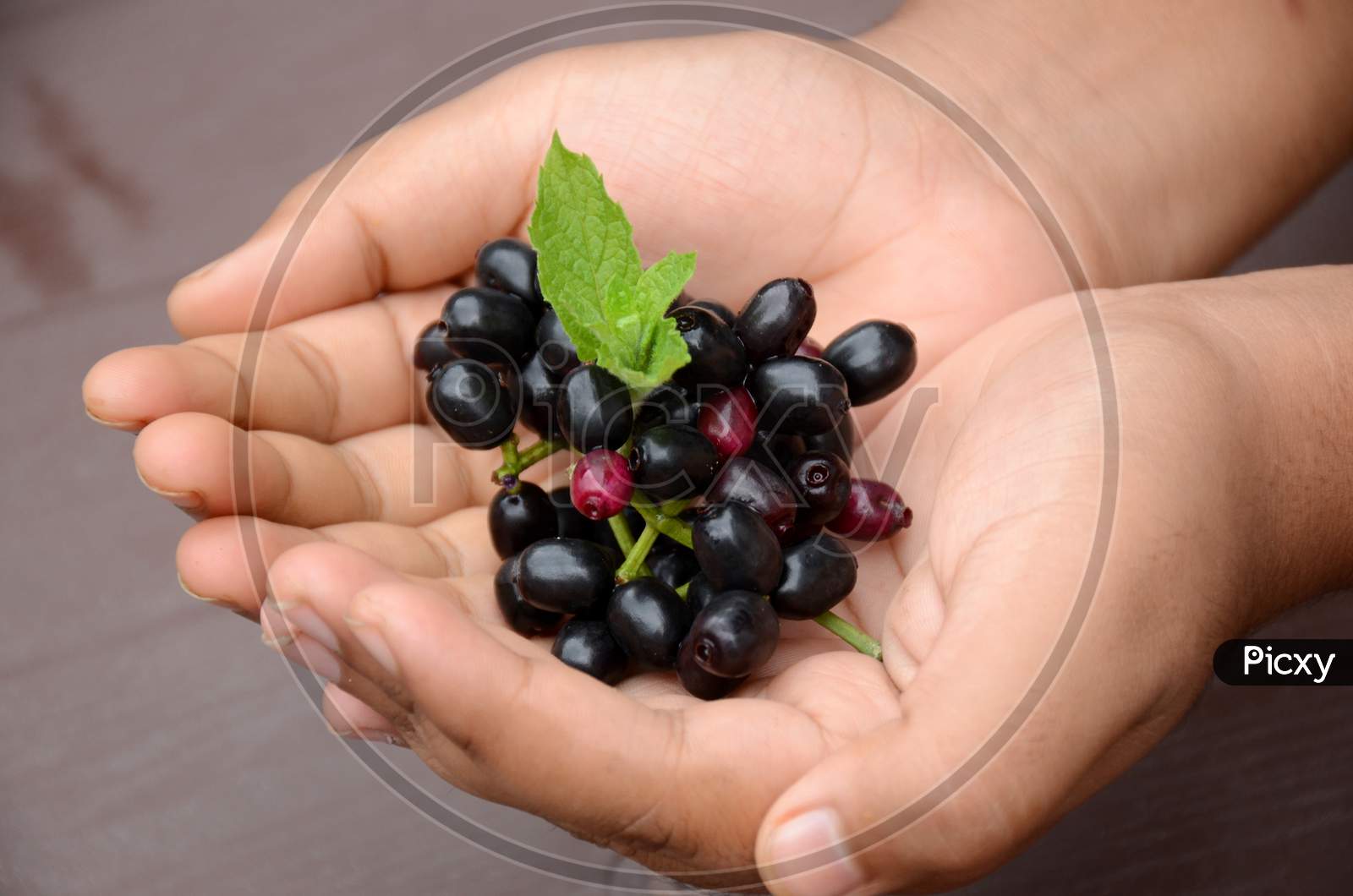 Closeup Blackberry Fruit With Green Mint Hold Hand Over Out Of Focus Brown Background.