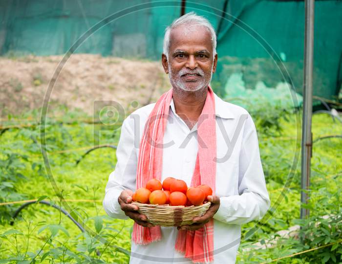 Happy Inidan Farmer Holding Fresh Farm Produce Tomatoes At Greenhouse Or Polyhouse And Looking At Camera - Cocept Of Good Crop Growth And Profit In Agribusiness