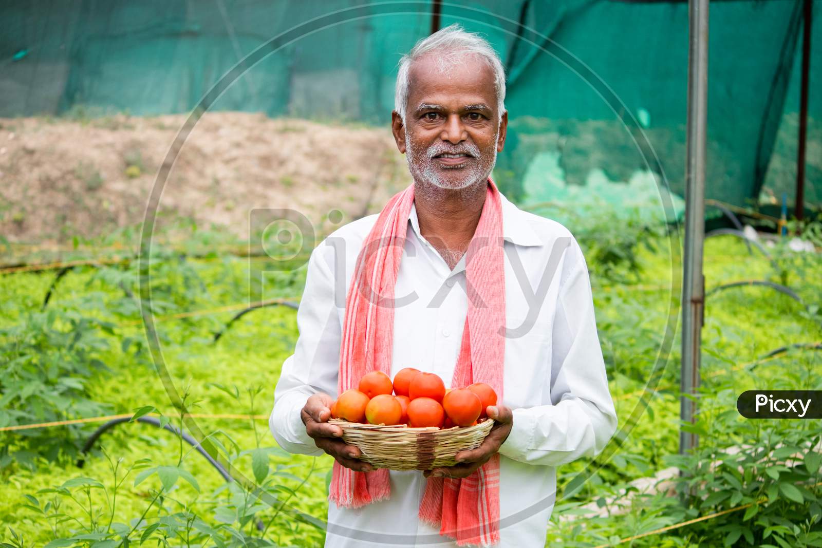 Happy Inidan Farmer Holding Fresh Farm Produce Tomatoes At Greenhouse Or Polyhouse And Looking At Camera - Cocept Of Good Crop Growth And Profit In Agribusiness