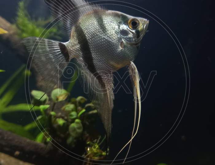 Angel fish photo